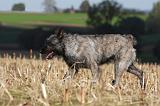BOUVIER DES ARDENNES 237